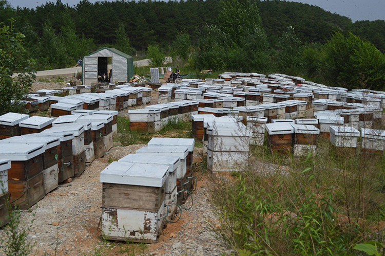 冬天中蜂可以遷移蜂場嗎(中蜂冬天可以搬動嗎) 冬天中蜂可以遷移蜂場嗎(中蜂冬天可以搬動嗎)
