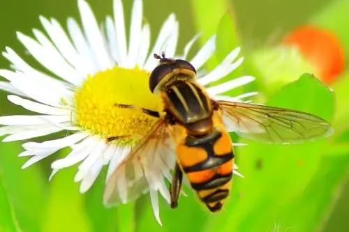蜜蜂會采紅花油茶花的蜜和粉嗎(油茶花對蜜蜂的影響) 蜜蜂會采紅花油茶花的蜜和粉嗎(油茶花對蜜蜂的影響)