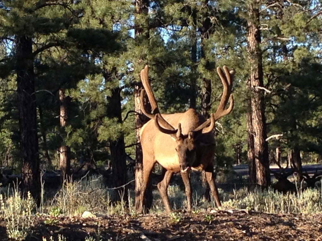 鹿角每年都會自然脫落，人類為何割鹿茸，而不是撿拾脫落的鹿角？