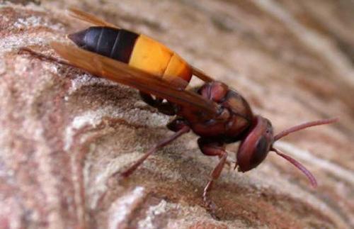 中國(guó)大虎頭蜂的養(yǎng)殖技術(shù)（怎么養(yǎng)殖虎頭蜂）