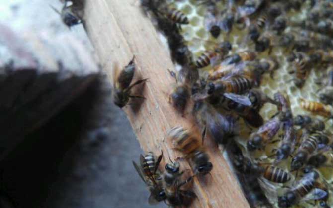 如何分辨小蜜蜂是蜂王還是蜂后(蜂王和蜂后有什么區別) 如何分辨小蜜蜂是蜂王還是蜂后(蜂王和蜂后有什么區別)