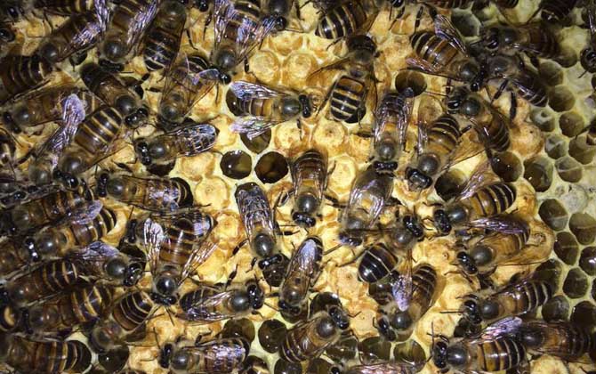 如何分辨小蜜蜂是蜂王還是蜂后(蜂王和蜂后有什么區別) 如何分辨小蜜蜂是蜂王還是蜂后(蜂王和蜂后有什么區別)