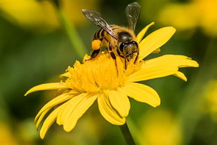 松丹一號最大群勢是多少框(松丹一號蜂強群能維持多大群勢) 松丹一號最大群勢是多少框(松丹一號蜂強群能維持多大群勢)