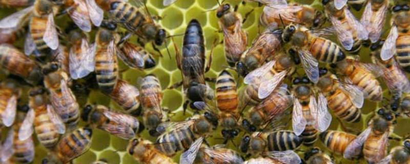 老蜂王產卵后什么時候再交尾(蜜蜂蜂王一生交尾幾次) 老蜂王產卵后什么時候再交尾(蜜蜂蜂王一生交尾幾次)