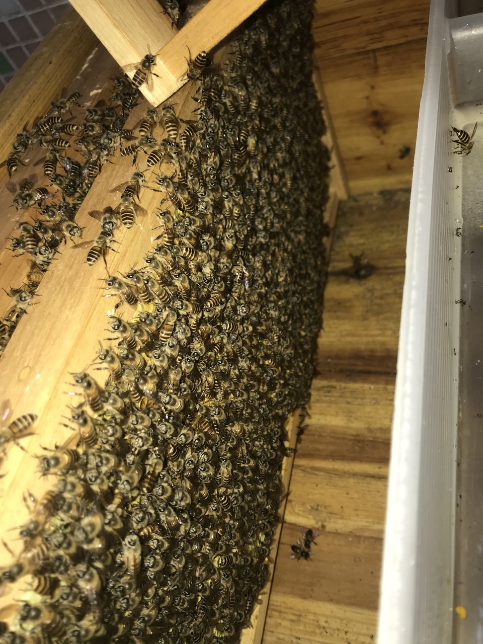 中蜂介入高加索蜂王會(huì)怎樣(怎么介入蜂王才能百分百成功) 中蜂介入高加索蜂王會(huì)怎樣(怎么介入蜂王才能百分百成功)