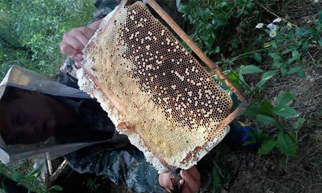 如何在有子脾情況下取蜜? 如何在有子脾情況下取蜜?