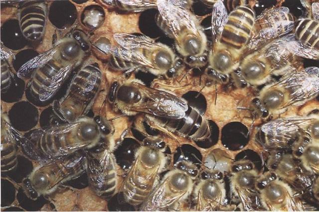 蜜蜂的社會結構是什么(蜜蜂的社會生活) 蜜蜂的社會結構是什么(蜜蜂的社會生活)