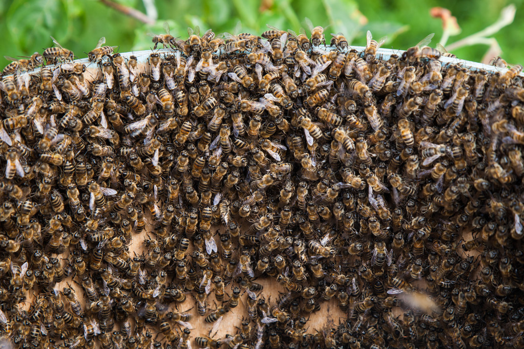 阿壩中蜂木桶養殖方法(一種讓桶養中蜂取得穩定高效益的方法) 阿壩中蜂木桶養殖方法(一種讓桶養中蜂取得穩定高效益的方法)
