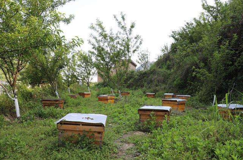 定地養蜂蜂場種哪些蜜源植物(種植蜜源植物定地養蜂模式介紹) 定地養蜂蜂場種哪些蜜源植物(種植蜜源植物定地養蜂模式介紹)