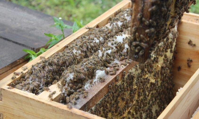 定地養蜂蜂場種哪些蜜源植物(種植蜜源植物定地養蜂模式介紹) 定地養蜂蜂場種哪些蜜源植物(種植蜜源植物定地養蜂模式介紹)