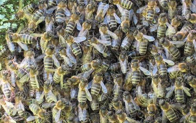 蜂王一天能產多少卵? 蜂王