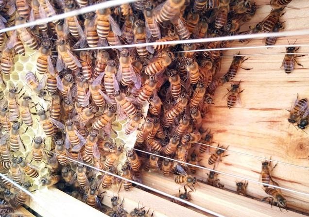 工蜂出房幾天開始試飛(工蜂幾天出房幾天試飛) 工蜂出房幾天開始試飛(工蜂幾天出房幾天試飛)