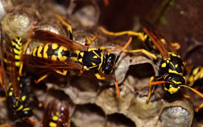 馬蜂蟄了幾個(gè)小時(shí)算安全