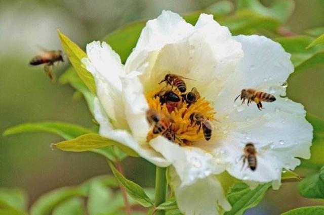 蜂蜜是單花好還是多花好(不同花的蜂蜜有區(qū)別嗎) 蜂蜜是單花好還是多花好(不同花的蜂蜜有區(qū)別嗎)