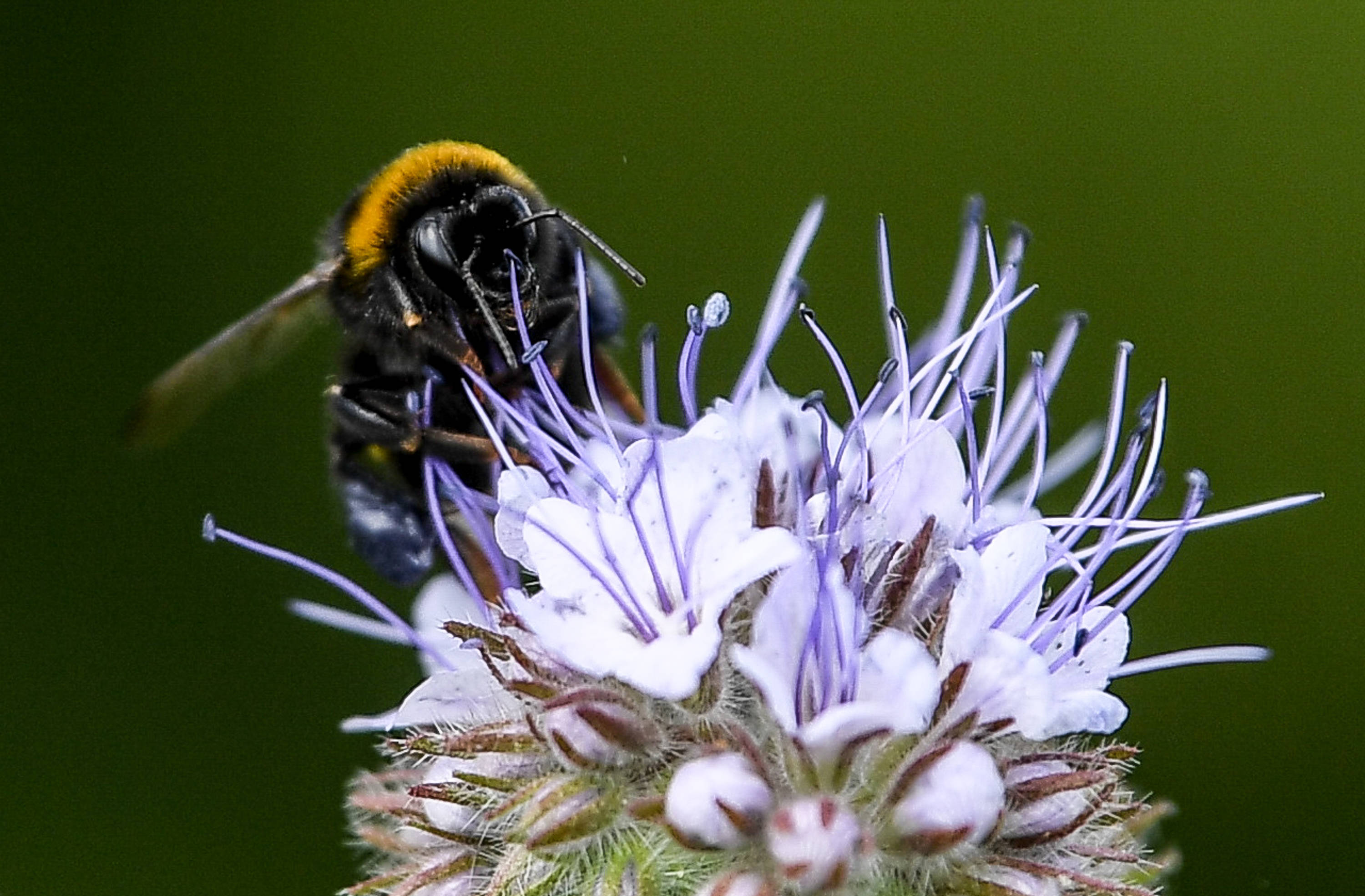 蜂蜜是單花好還是多花好(不同花的蜂蜜有區(qū)別嗎) 蜂蜜是單花好還是多花好(不同花的蜂蜜有區(qū)別嗎)