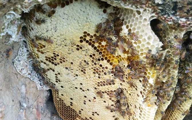 剛收回來的蜜蜂需要關(guān)一天嗎 剛收回來的蜜蜂需要關(guān)一天嗎