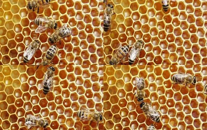 蜜蜂采花蜜 蜜蜂采花蜜