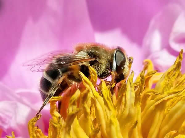 【蜜蜂知識】蜜蜂生活環(huán)境的特性 【蜜蜂知識】蜜蜂生活環(huán)境的特性