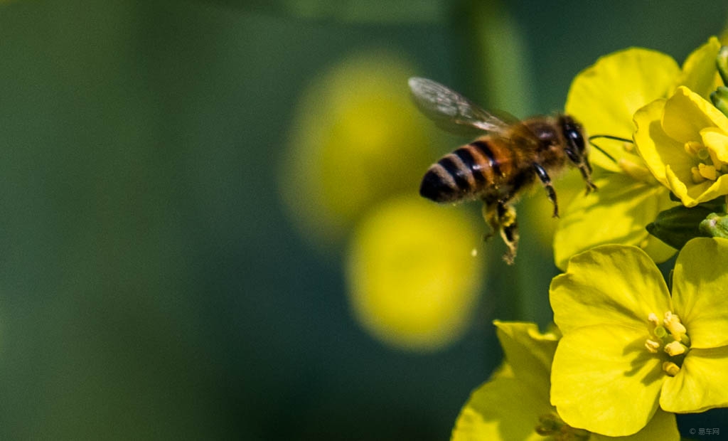 松丹一號春季發(fā)展快嗎（松丹一號蜂王春繁如何）