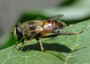 工蜂與蜂王隔得太遠會感覺失王嗎(中蜂蜂群失王有什么表現) 工蜂與蜂王隔得太遠會感覺失王嗎(中蜂蜂群失王有什么表現)