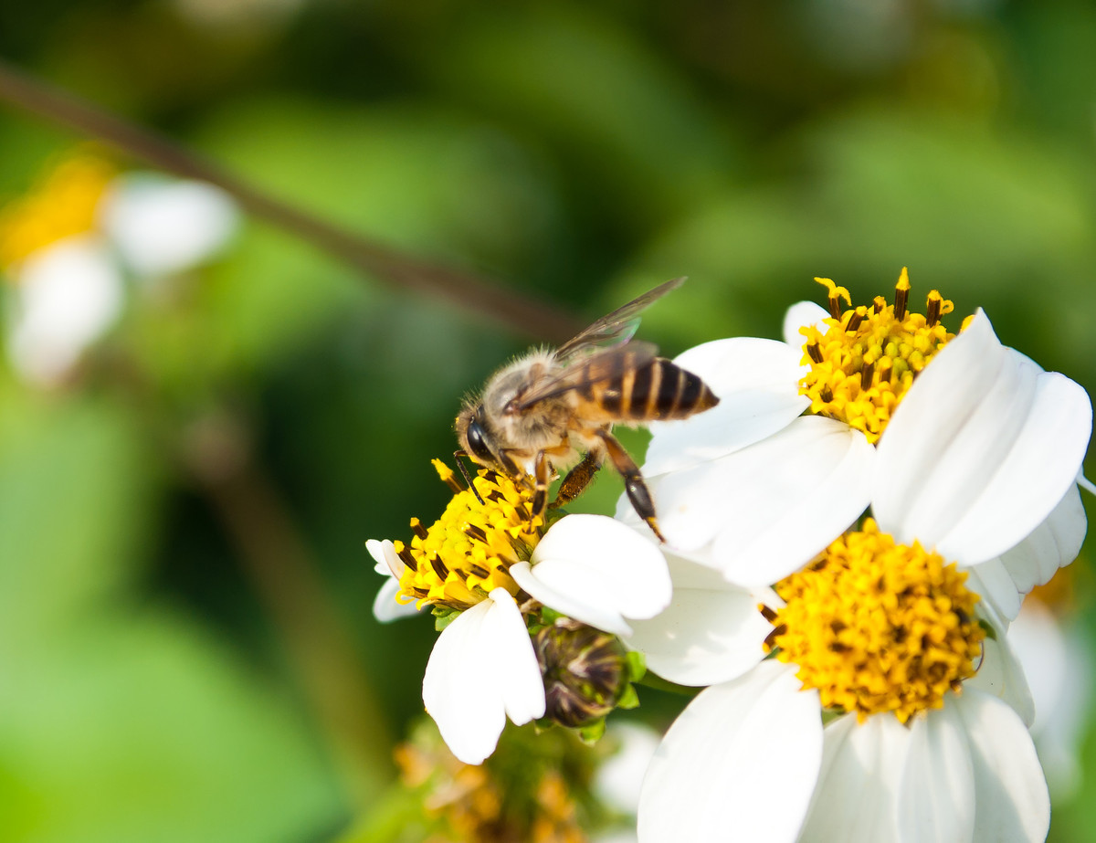 蜜蜂常見(jiàn)病與防治（蜜蜂常見(jiàn)病和常用藥）