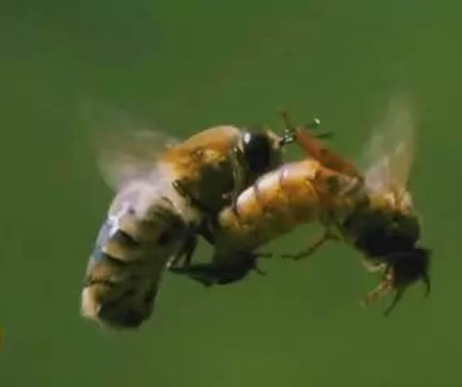 蜂群中的蜂王(蜂后)會飛嗎 蜂群中的蜂王(蜂后)會飛嗎