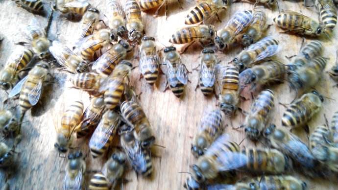 蜂群中的蜂王(蜂后)會飛嗎 蜂王(蜂后)會飛嗎?