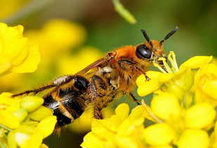 蜜蜂咬巢門是什么原因(為什么蜜蜂會(huì)啃咬巢門) 蜜蜂咬巢門是什么原因(為什么蜜蜂會(huì)啃咬巢門)