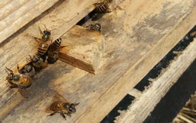 網上買蜜蜂過箱的條件是什么(網上購買蜜蜂怎樣過箱) 網上買蜜蜂過箱的條件是什么(網上購買蜜蜂怎樣過箱)