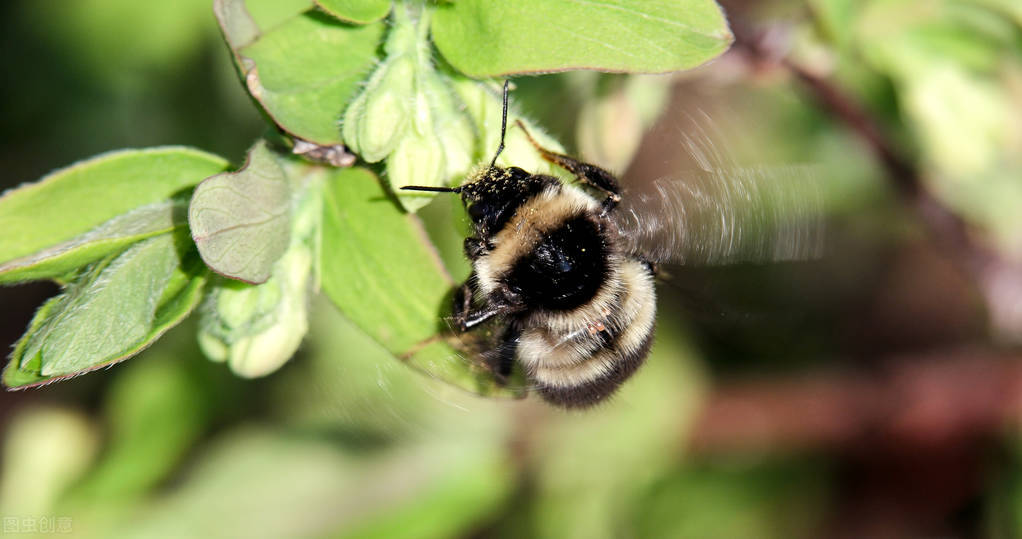 熊蜂授粉的好處(熊蜂能養(yǎng)嗎) 熊蜂授粉的好處(熊蜂能養(yǎng)嗎)
