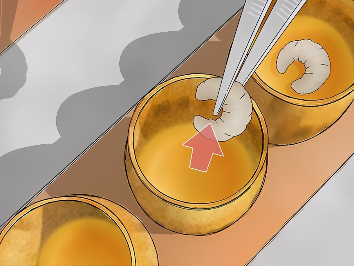 蜂王漿蜜蜂是怎么儲存起來的(蜂王漿的收獲和儲存過程) 蜂王漿蜜蜂是怎么儲存起來的(蜂王漿的收獲和儲存過程)