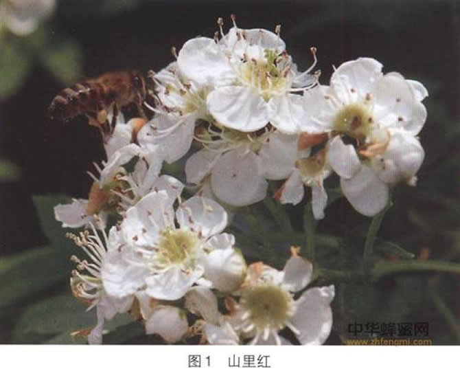 琿春黑蜂 琿春黑蜂