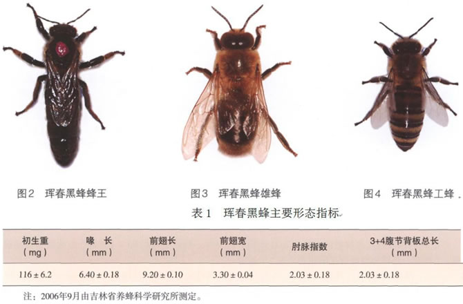 琿春黑蜂 琿春黑蜂