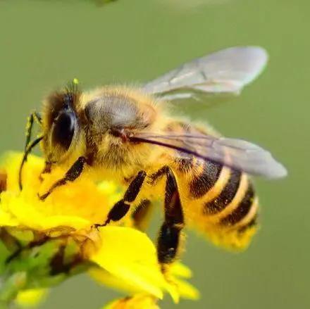 松丹一號二代王怎么樣(松丹一號蜂王與松丹二號蜂王區別) 松丹一號二代王怎么樣(松丹一號蜂王與松丹二號蜂王區別)