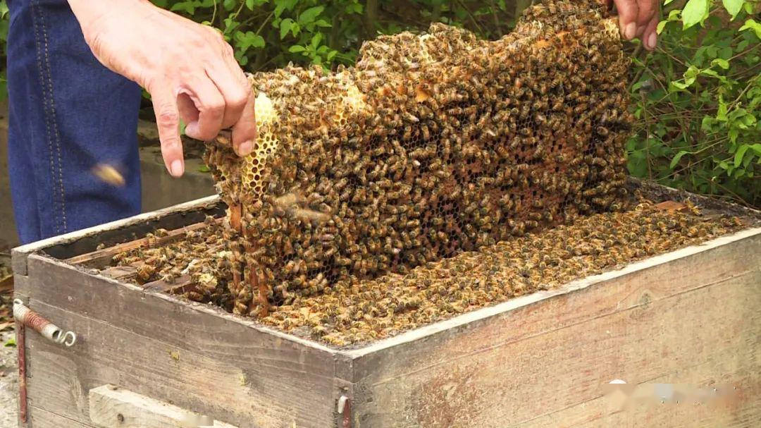 學養蜂需要多久能學成（新手怎么學養蜂）