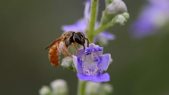 隧蜂有天敵嗎(天敵是什么) 隧蜂有天敵嗎(天敵是什么)