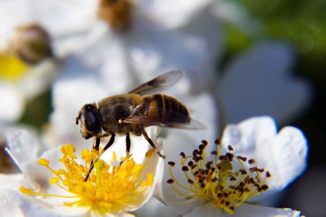 養(yǎng)殖蜜蜂100箱能有多少利潤? 蜜蜂養(yǎng)殖100箱利潤