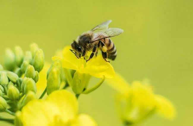 三步教你入門養蜂 三步教你入門養蜂