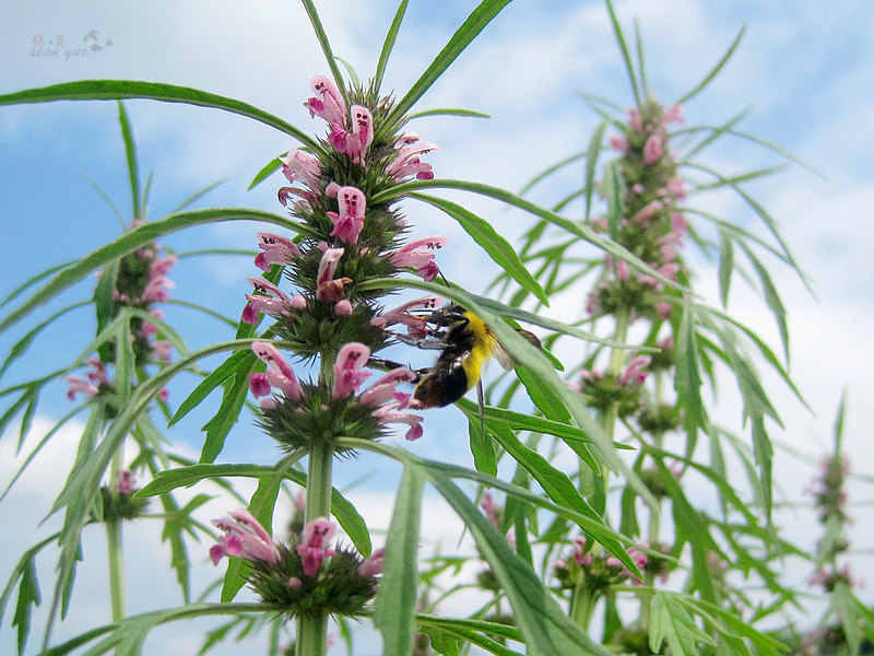益母草是蜜源植物嗎(益母草是什么植物) 益母草是蜜源植物嗎(益母草是什么植物)