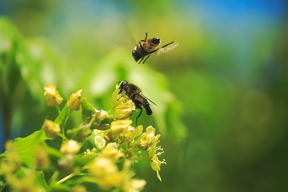 養蜂初學者該怎么做(新手養蜂怎么做) 養蜂初學者該怎么做(新手養蜂怎么做)