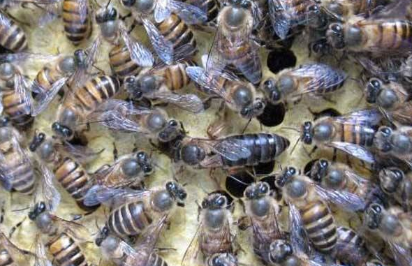 阿壩中蜂抗病力強嗎(你聽說過阿壩中蜂嗎?它“神”在哪里) 阿壩中蜂抗病力強嗎(你聽說過阿壩中蜂嗎?它“神”在哪里)