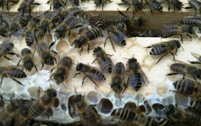 阿壩中蜂抗病力強嗎(你聽說過阿壩中蜂嗎?它“神”在哪里) 阿壩中蜂抗病力強嗎(你聽說過阿壩中蜂嗎?它“神”在哪里)