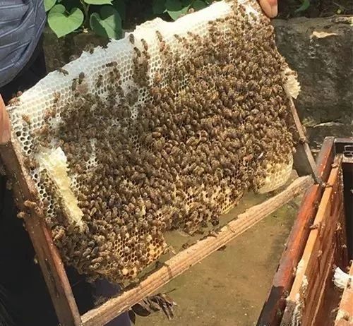 蜜蜂過箱技術(shù)要點(diǎn)（養(yǎng)蜂過箱步驟圖及蜜蜂過箱成功的表現(xiàn)）