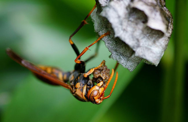 怎樣養殖胡蜂（胡蜂養殖技術）