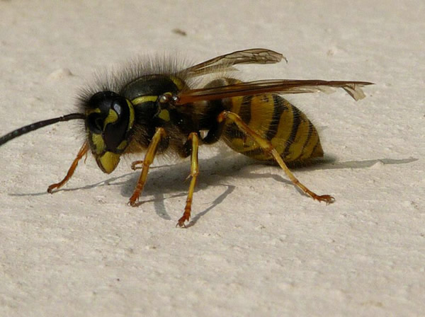 馬蜂的特征有哪些(馬蜂的外形特點和生活特征) 馬蜂的特征有哪些(馬蜂的外形特點和生活特征)