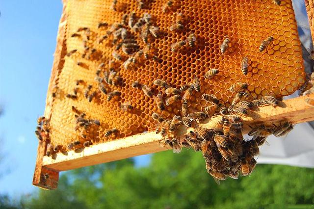 蜜蜂幼蟲病怎么治療(蜜蜂幼蟲病用什么藥) 蜜蜂幼蟲病怎么治療(蜜蜂幼蟲病用什么藥)