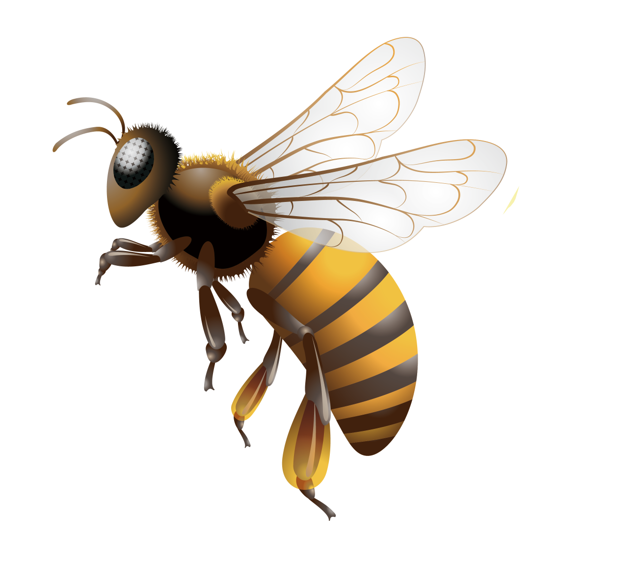 蜂場種翅果油樹好嗎(翅果油樹適合種在蜂場嗎) 蜂場種翅果油樹好嗎(翅果油樹適合種在蜂場嗎)