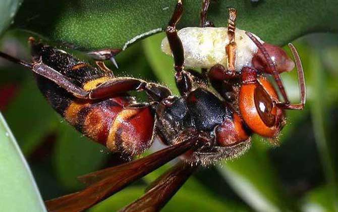 怎樣防止中國大虎頭蜂吃蜜蜂(虎頭蜂吃蜂蜜怎么解決) 怎樣防止中國大虎頭蜂吃蜜蜂(虎頭蜂吃蜂蜜怎么解決)