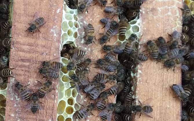 一群中蜂多少錢 一群中蜂多少錢