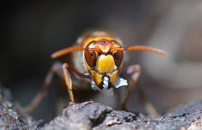 虎頭蜂和蜜蜂誰厲害(虎頭蜂有多狠?) 虎頭蜂和蜜蜂誰厲害(虎頭蜂有多狠?)